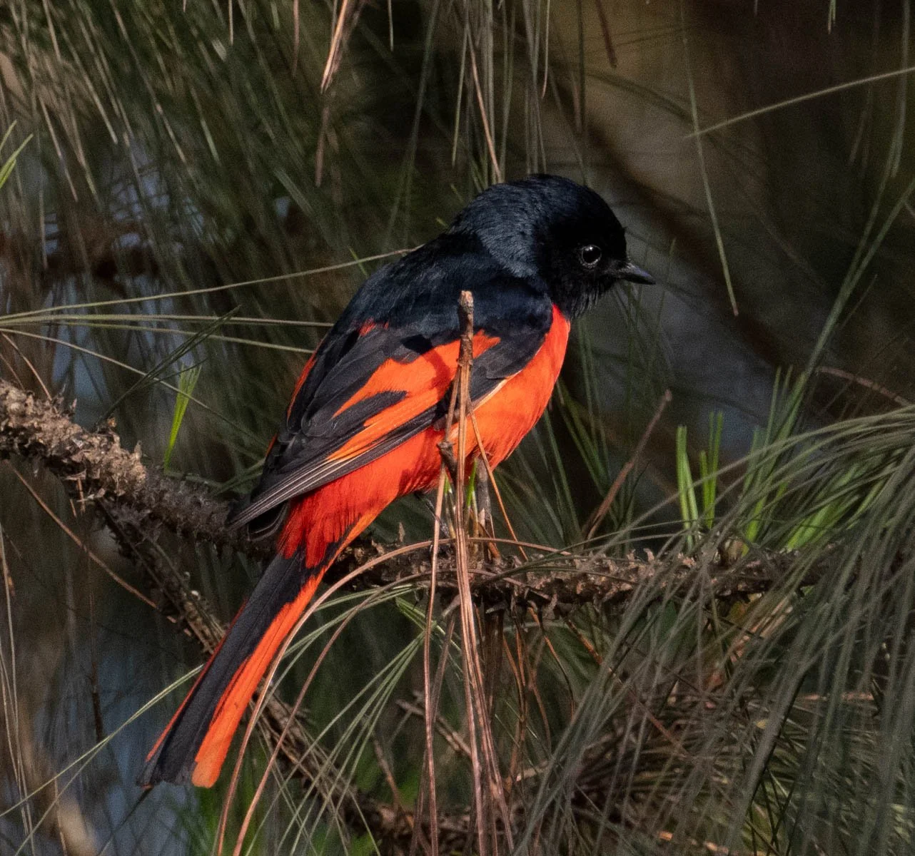 Long-tailed Minivet.jpg