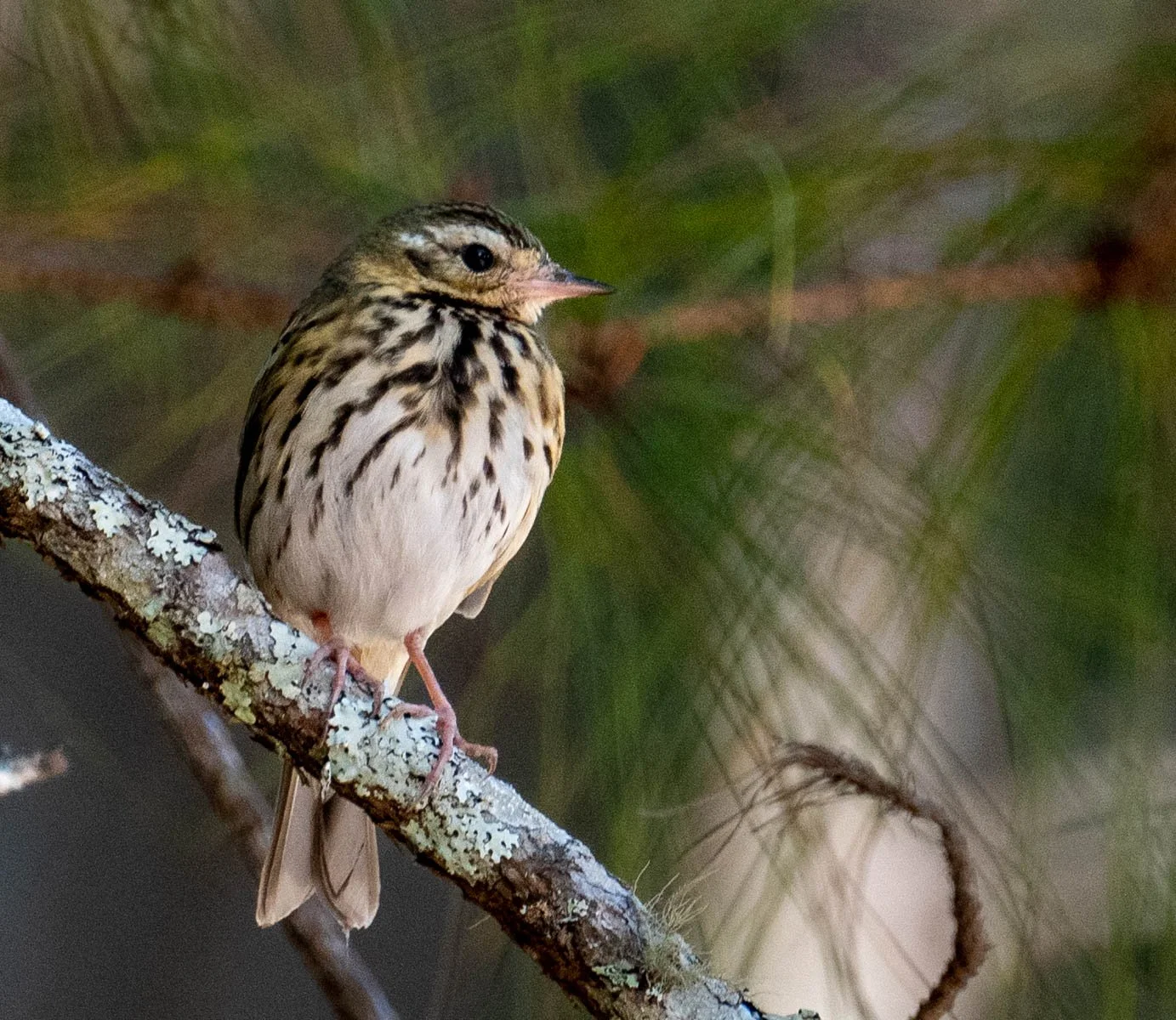 Olive-backed Pipit.jpg