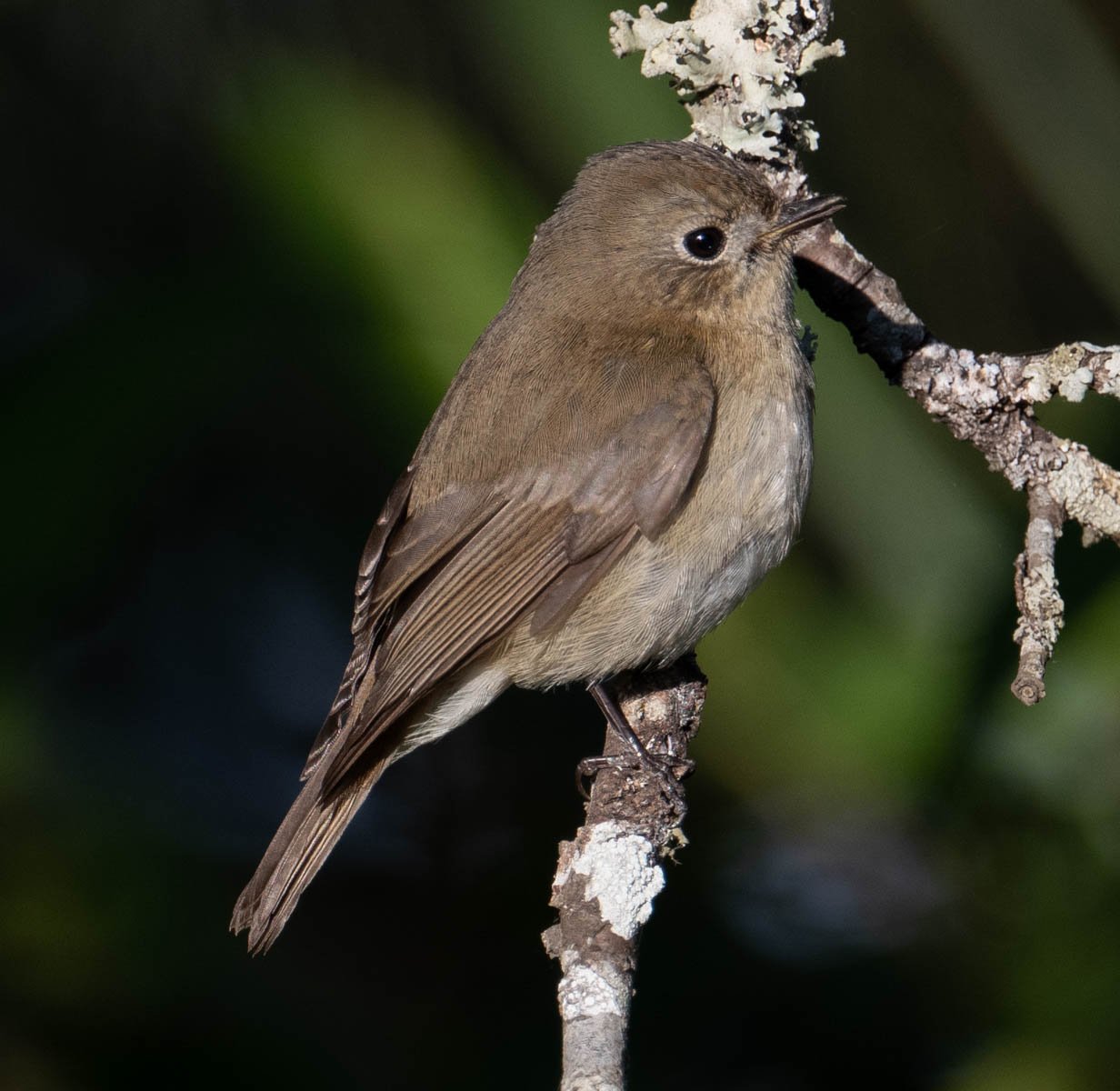 Flycatcher sp.jpg