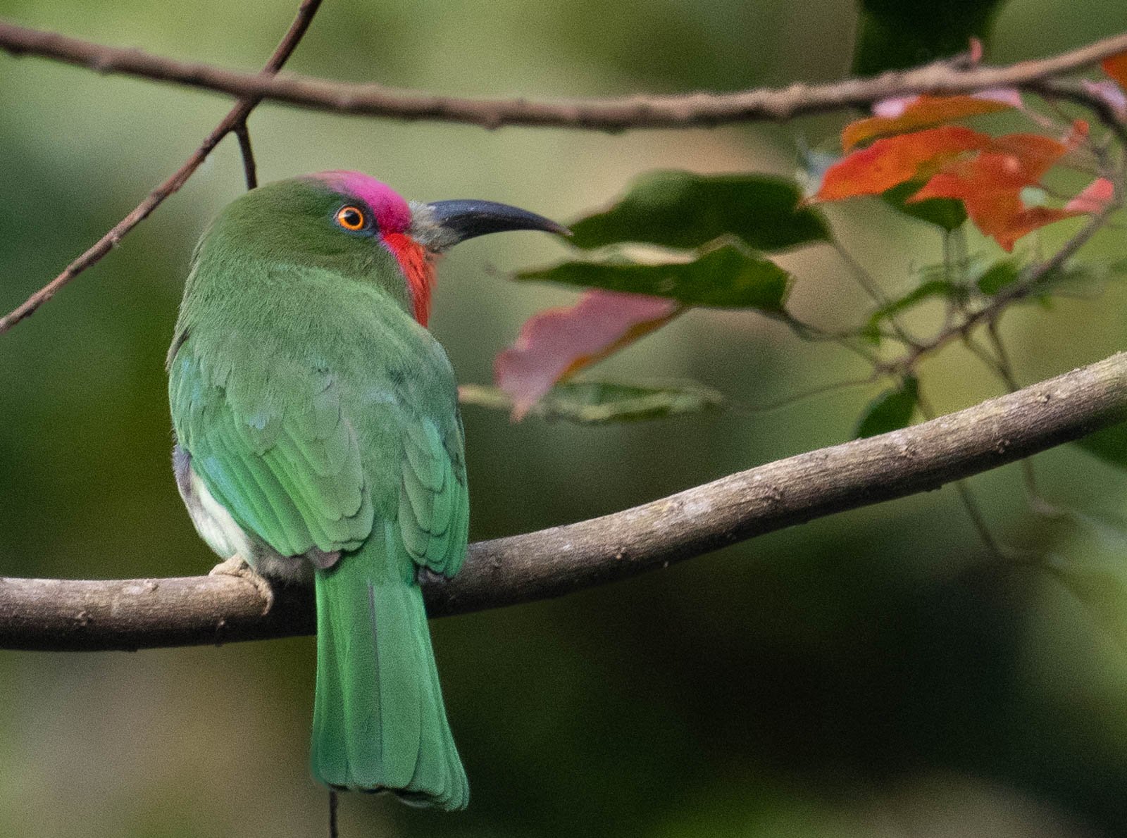 Red-bearded Bee Eater 2.jpg