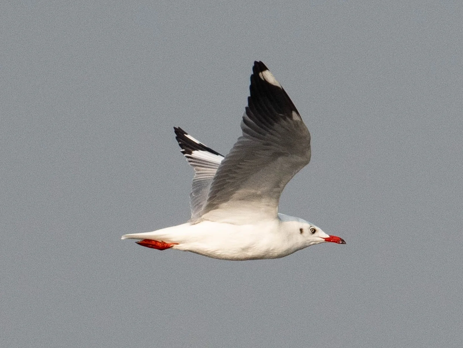 Brown-headed Gull.jpg