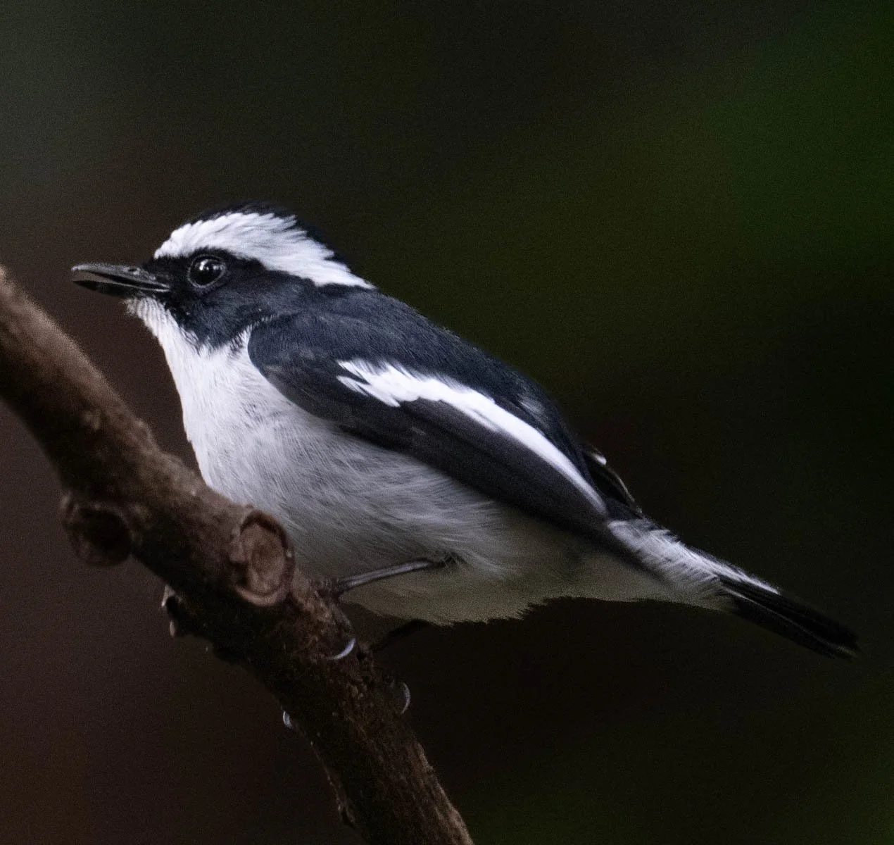Little Pied Flycatcher 2.jpg