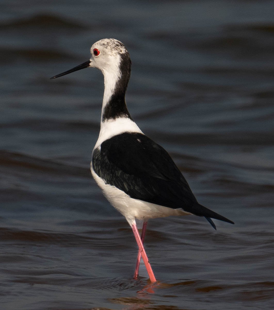 White-headed Stilt.jpg