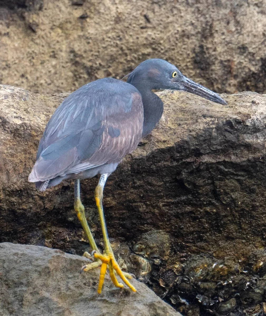Pacific Reef Heron 2.jpg