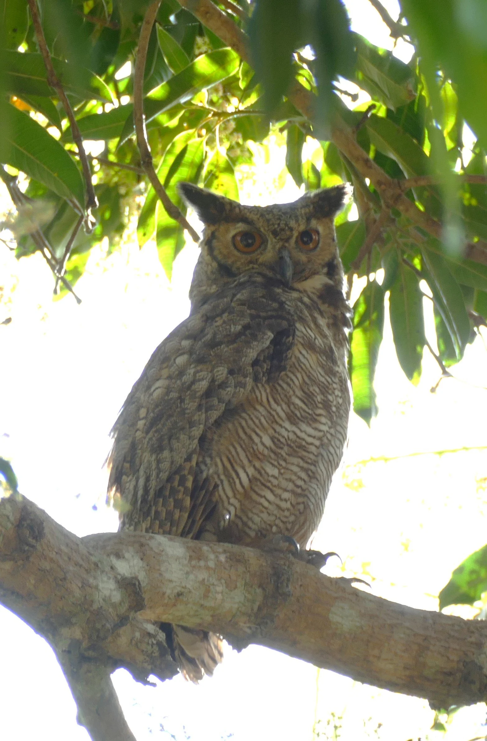 Great-Horned Owl (Danny)
