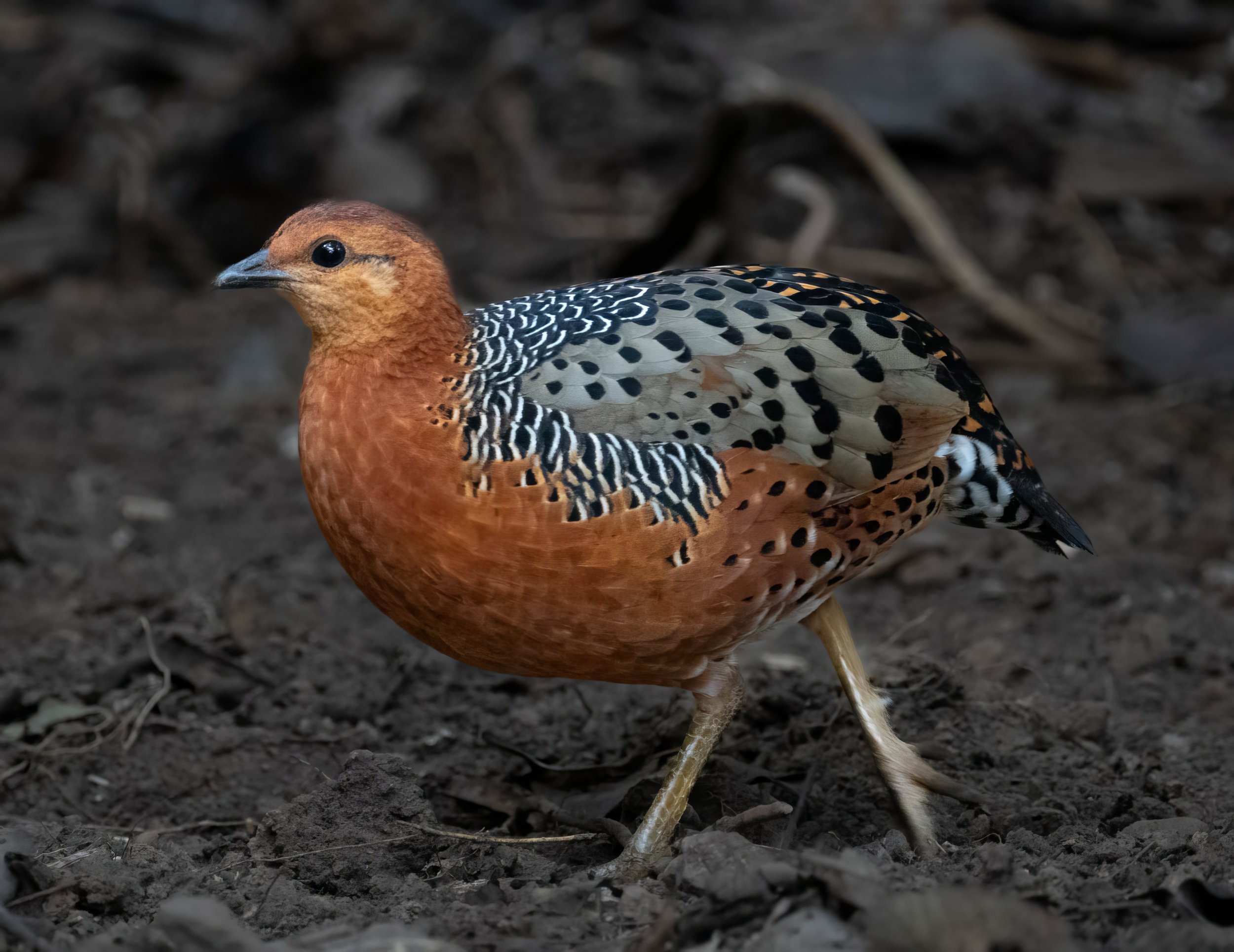 Chestnut-headed Partridge-topaz-enhance-2.jpg