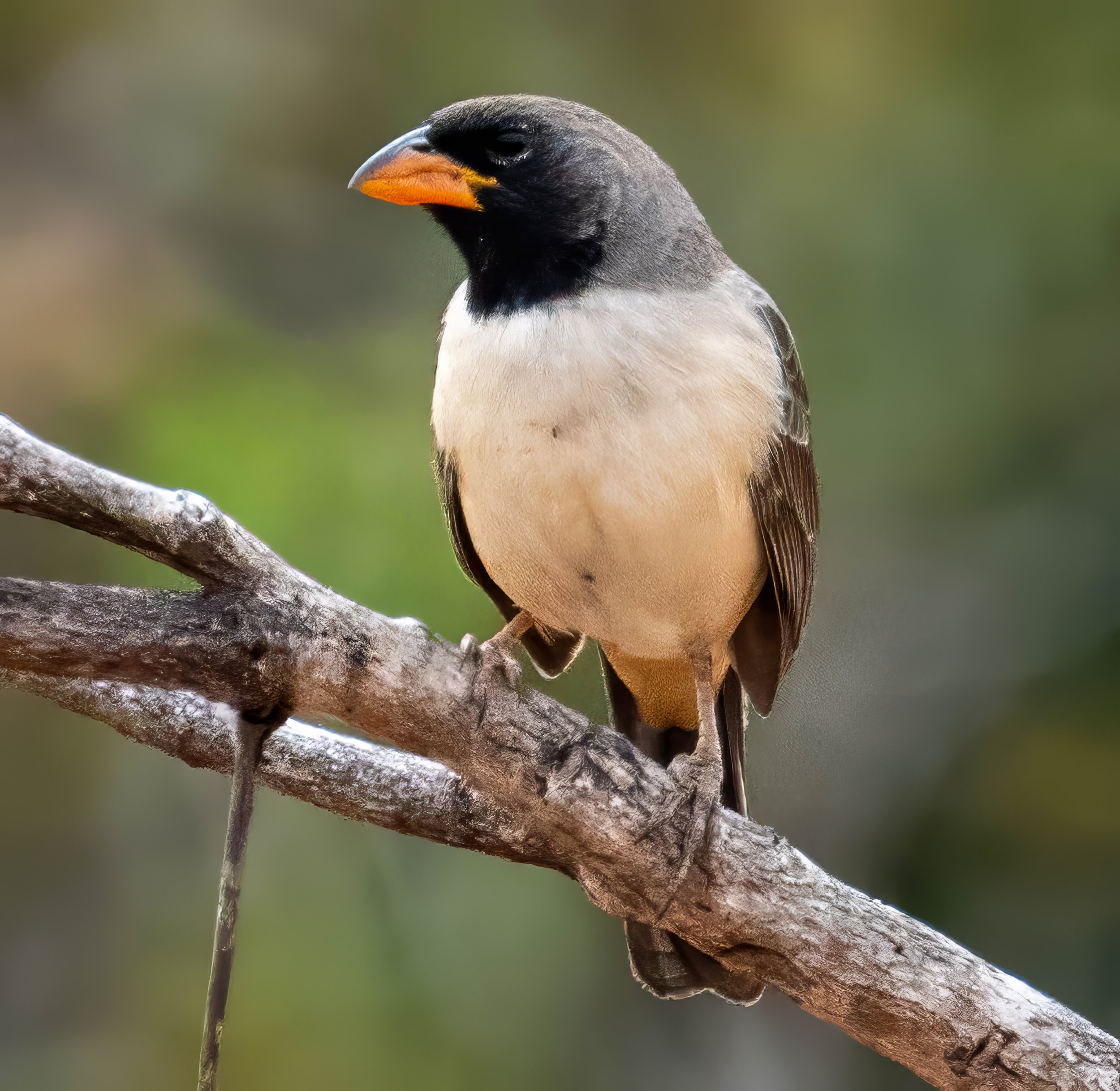 Black-throated Saltator