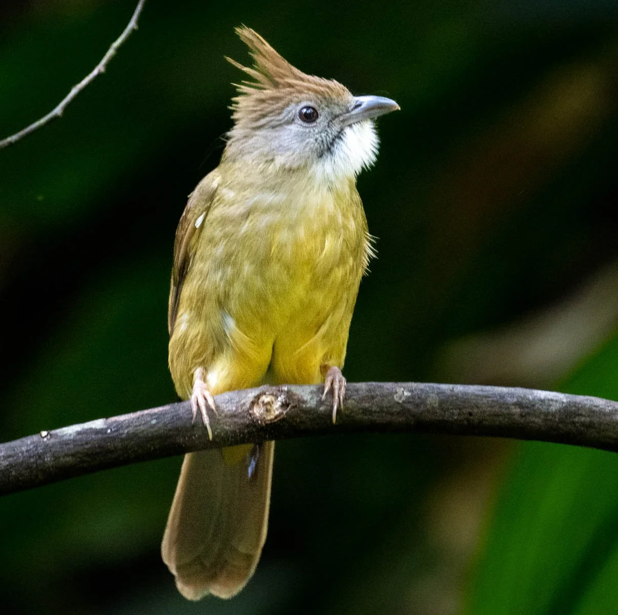 White-throated Bulbul 2.jpg