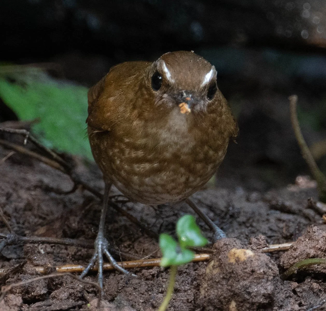 White-browed Shortwing 2.jpg