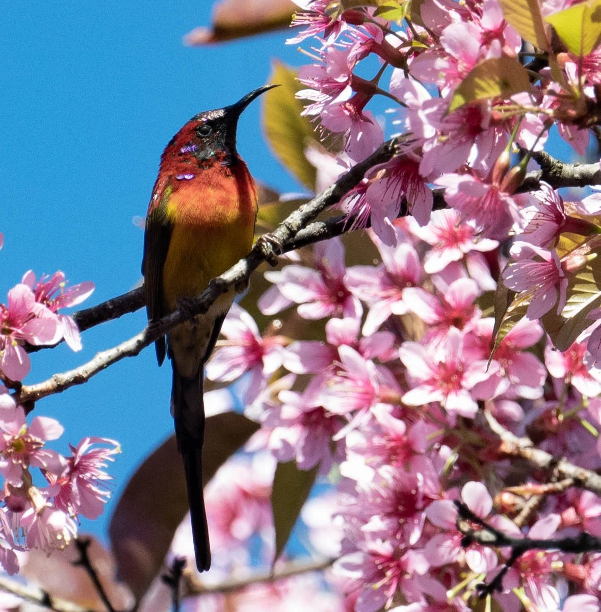 Mrs Gould's Sunbird.jpg