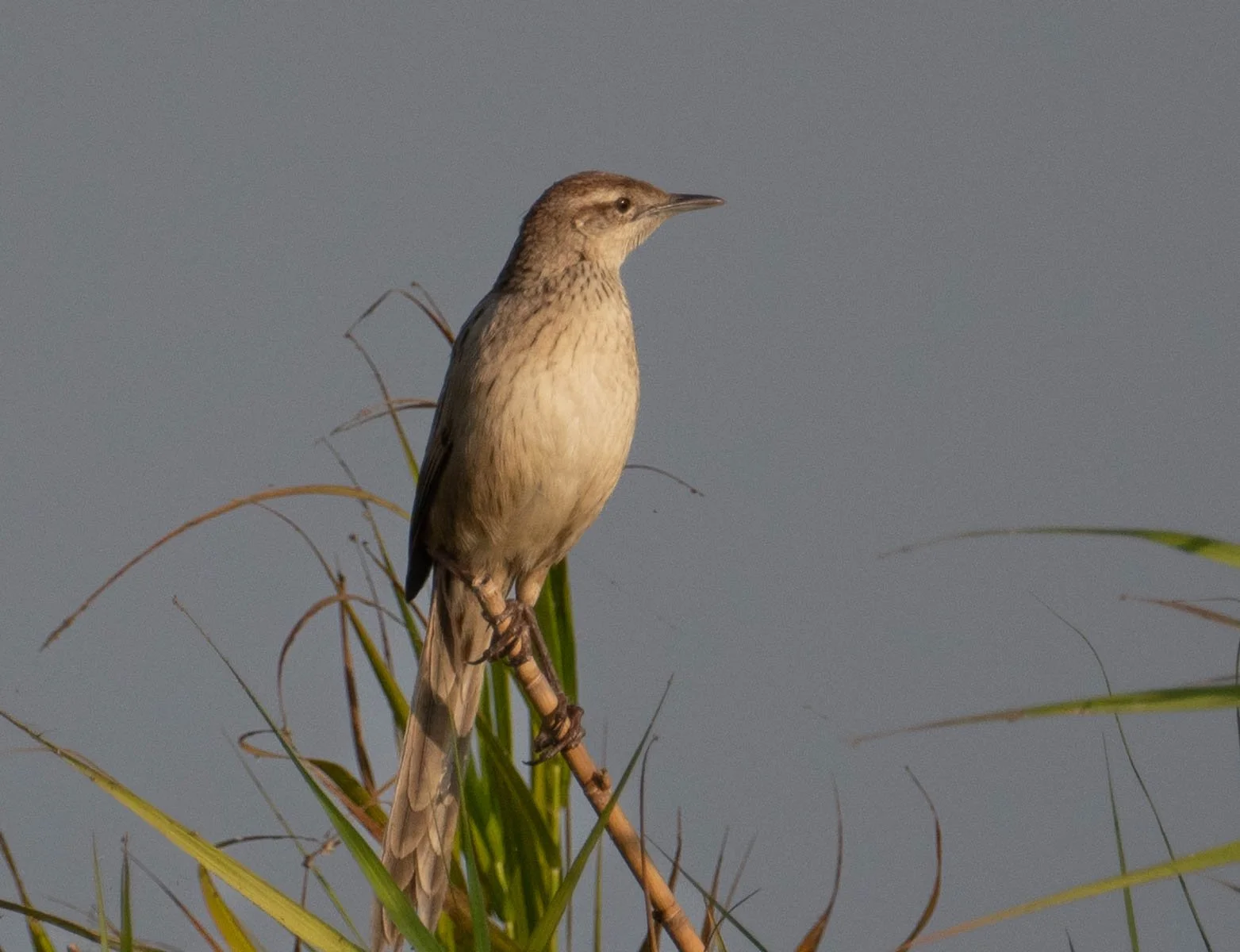 Striated Grassbird.jpg