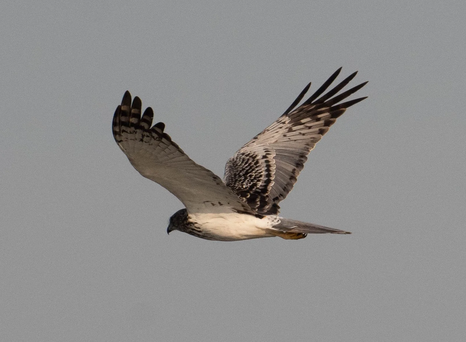 Pied Harrier.jpg