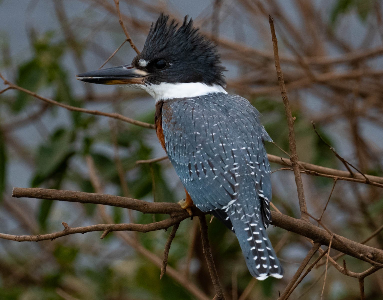 Ringed Kingfisher