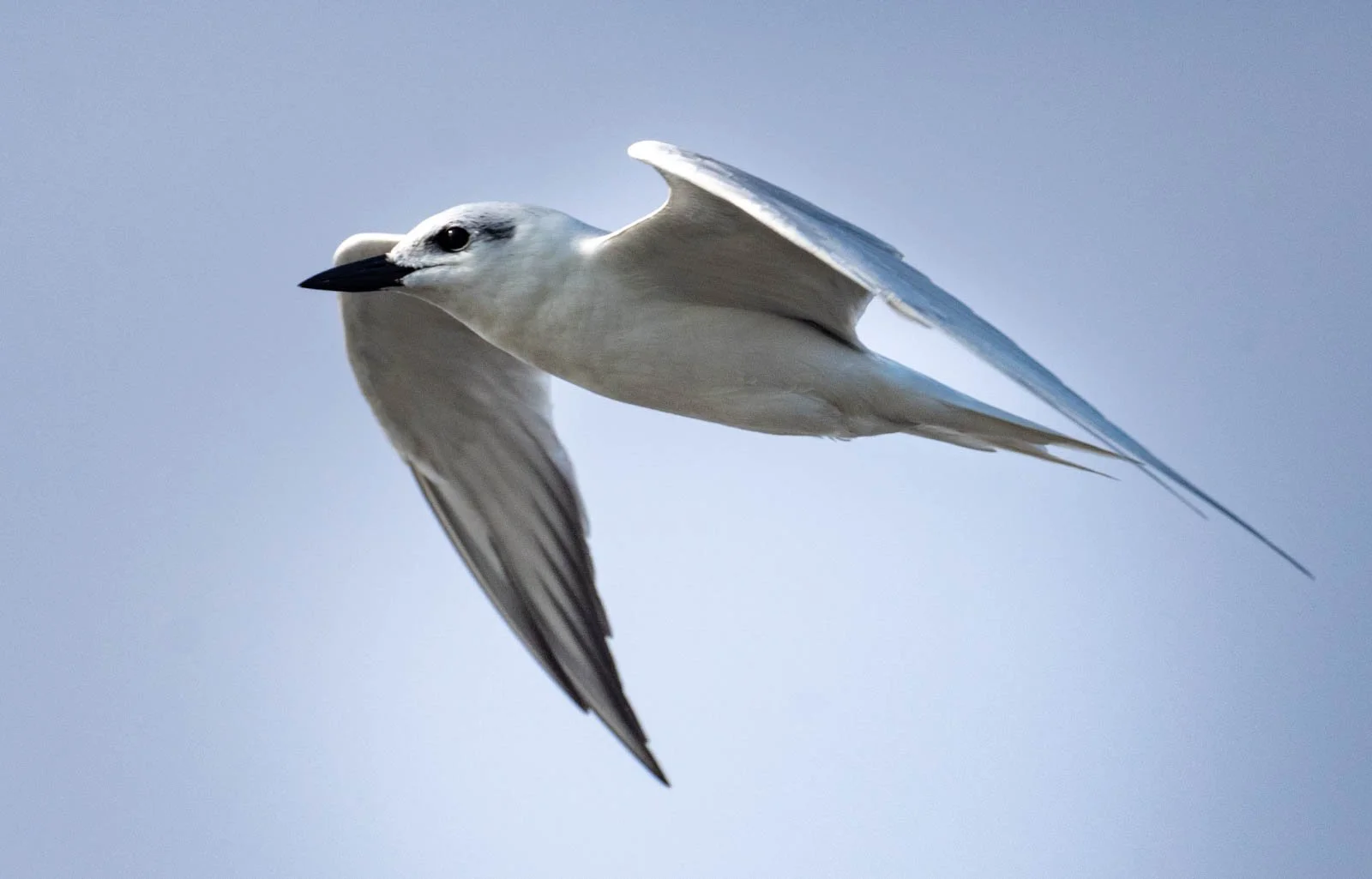 Gull-billed Tern.jpg