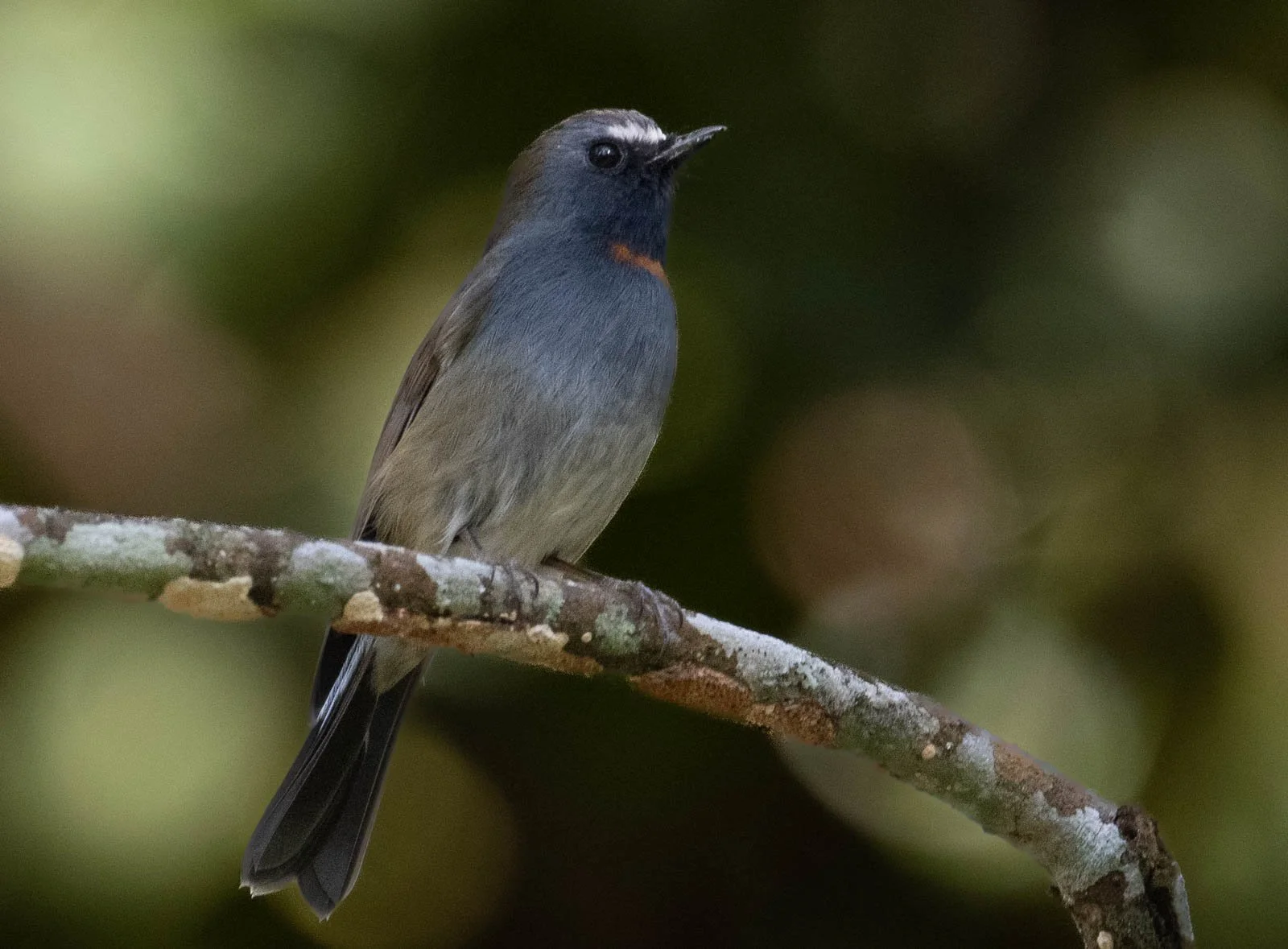 Rufous Gorgetted Flycatcher 2.jpg