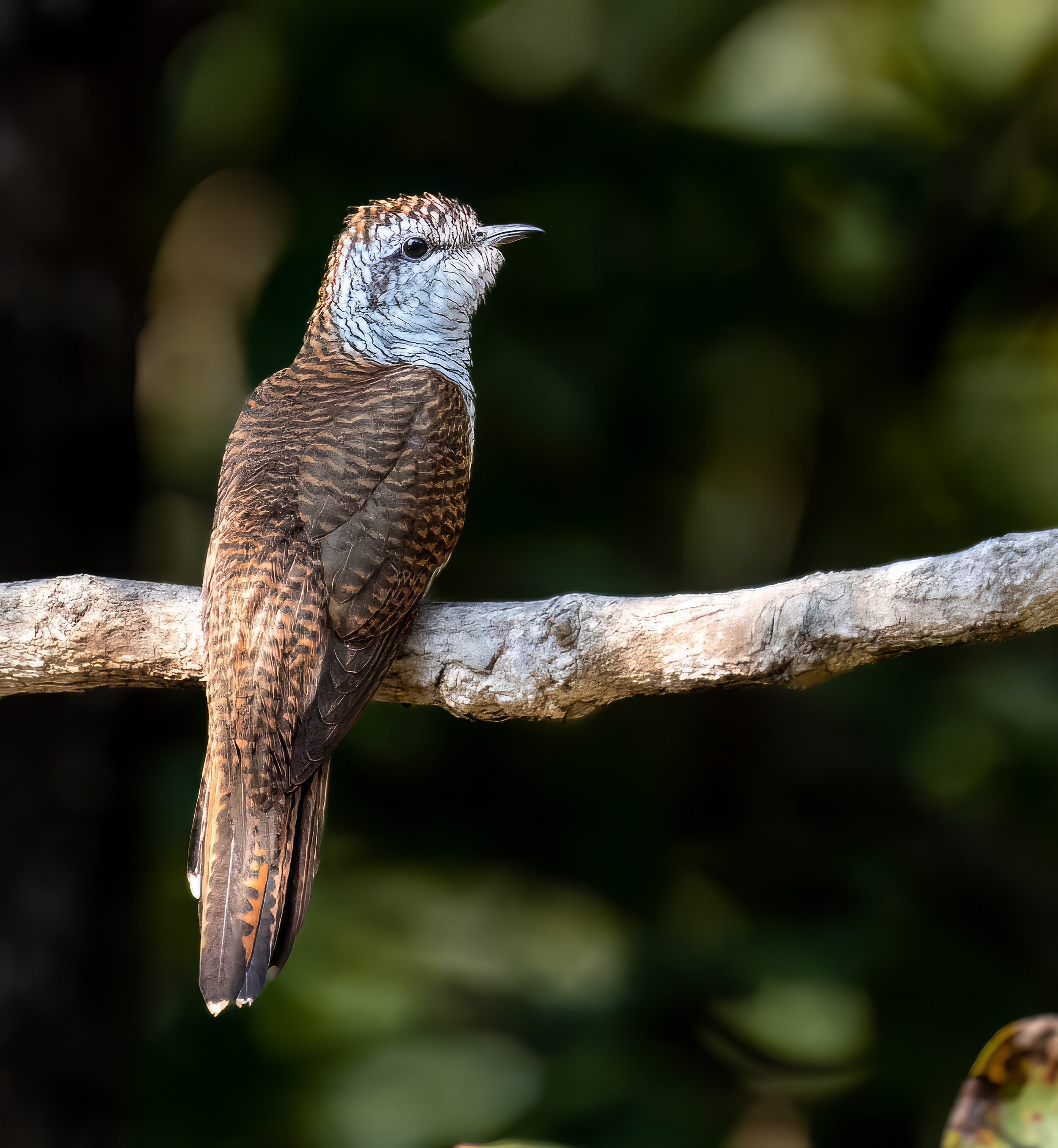 Banded Bay Cuckoo 2-Edit.jpg