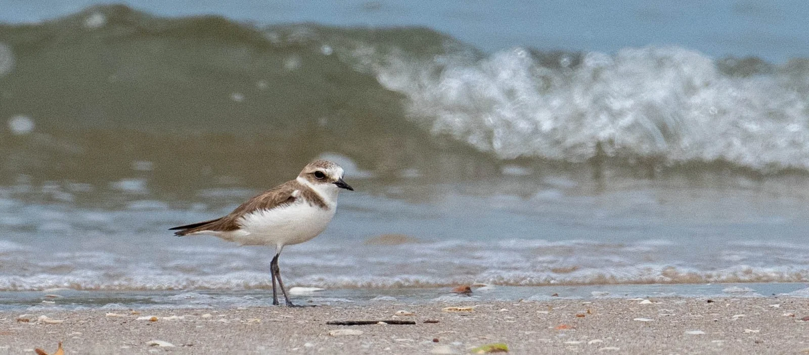 Kentish Plover 2.jpg