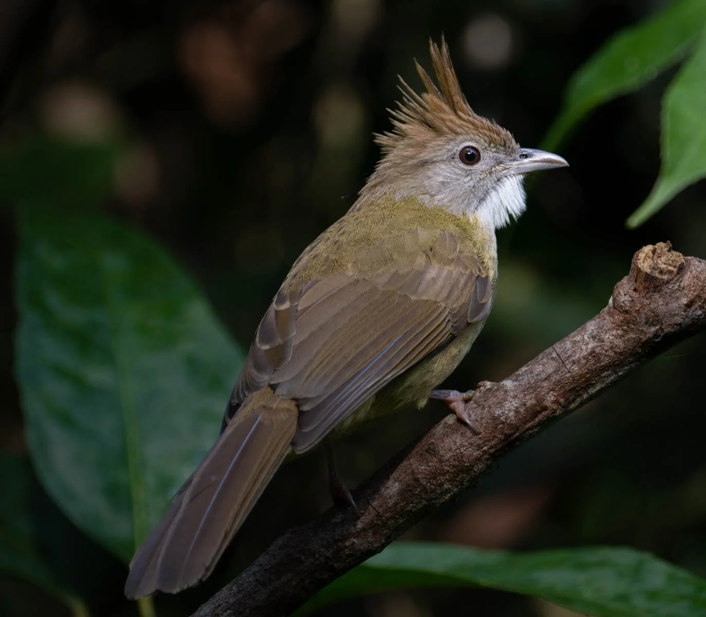 Puff-throated Bulbul 2.jpg
