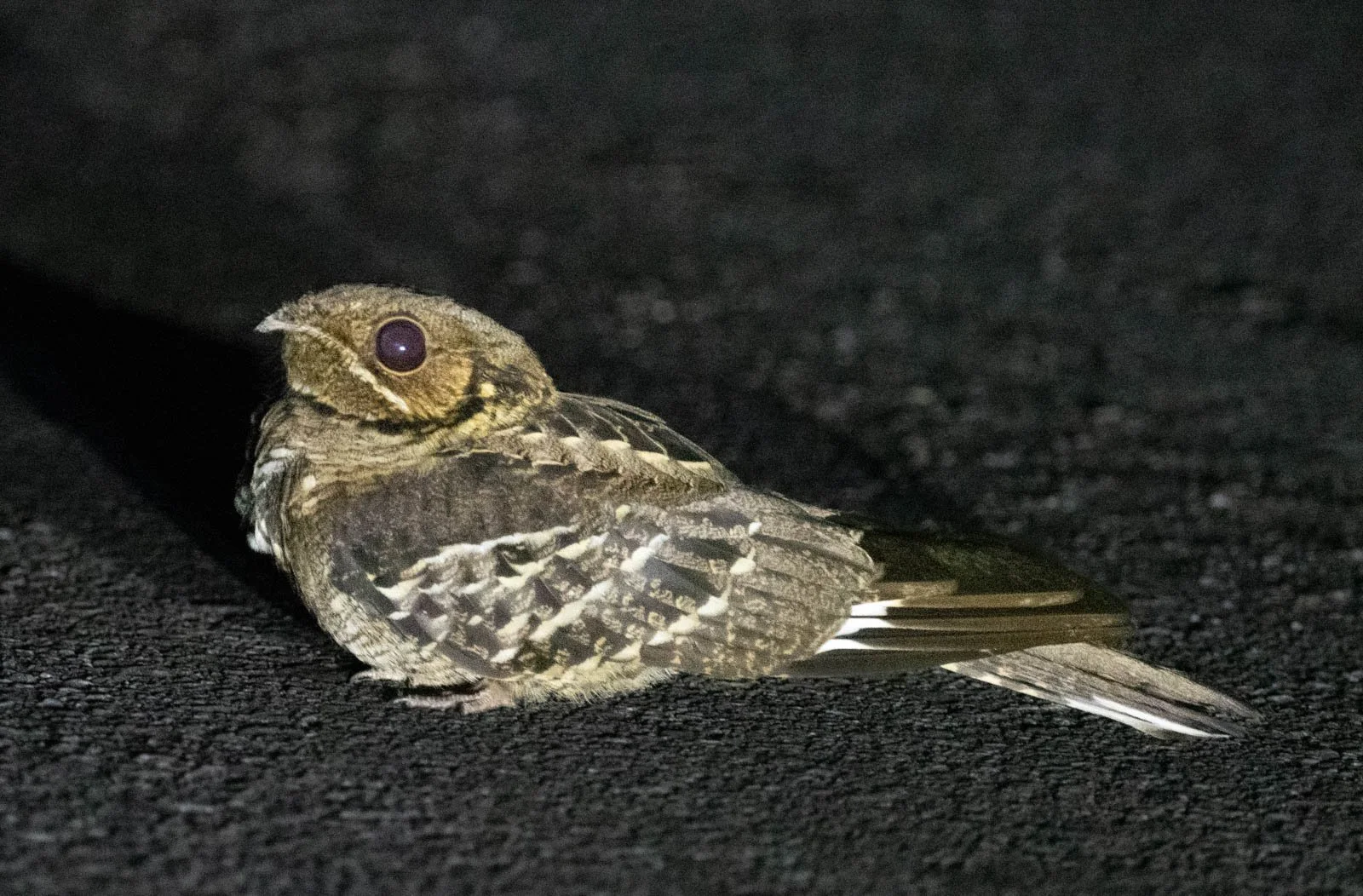 Indian Nightjar.jpg
