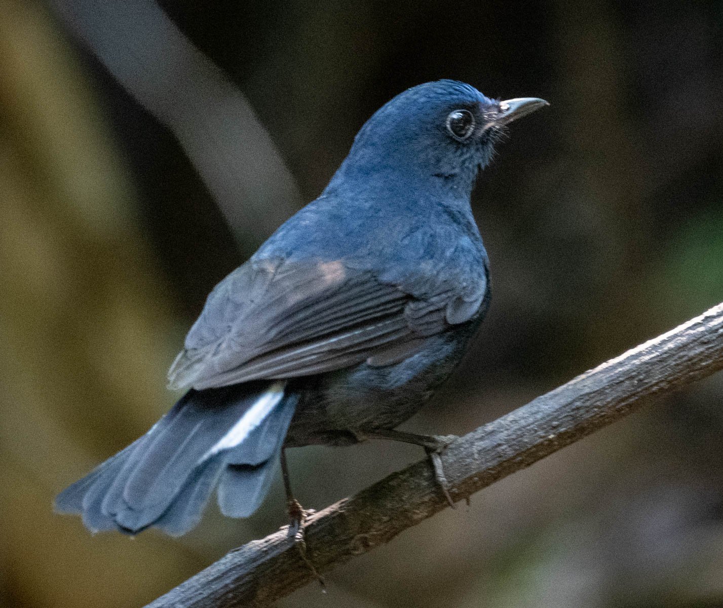 White-tailed Robin 2.jpg