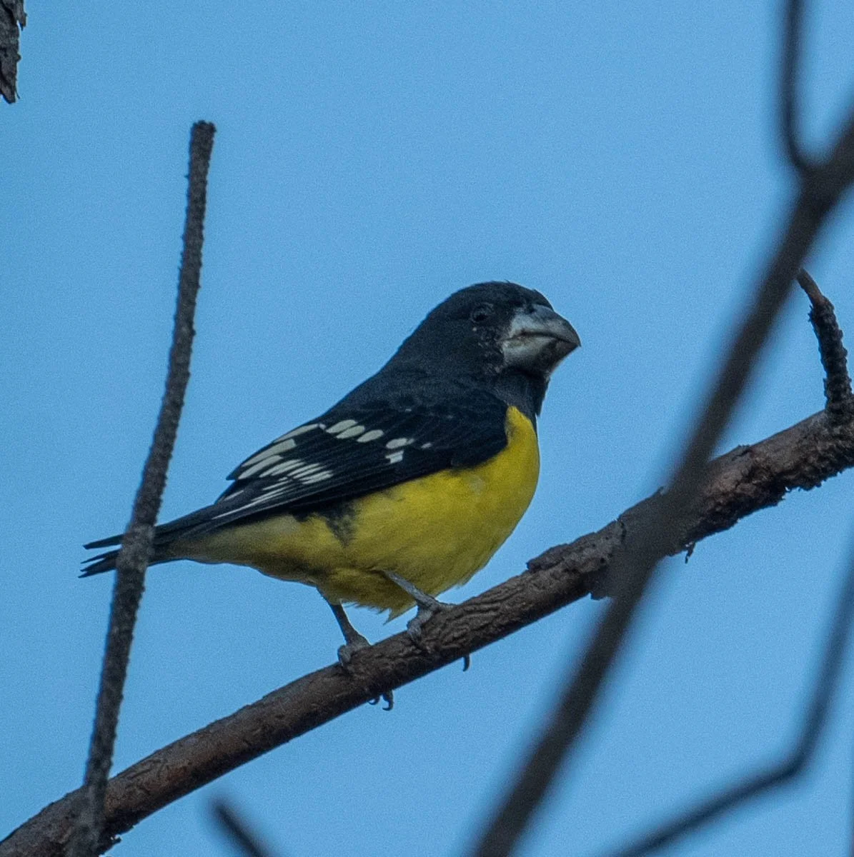 Grosbeak.jpg