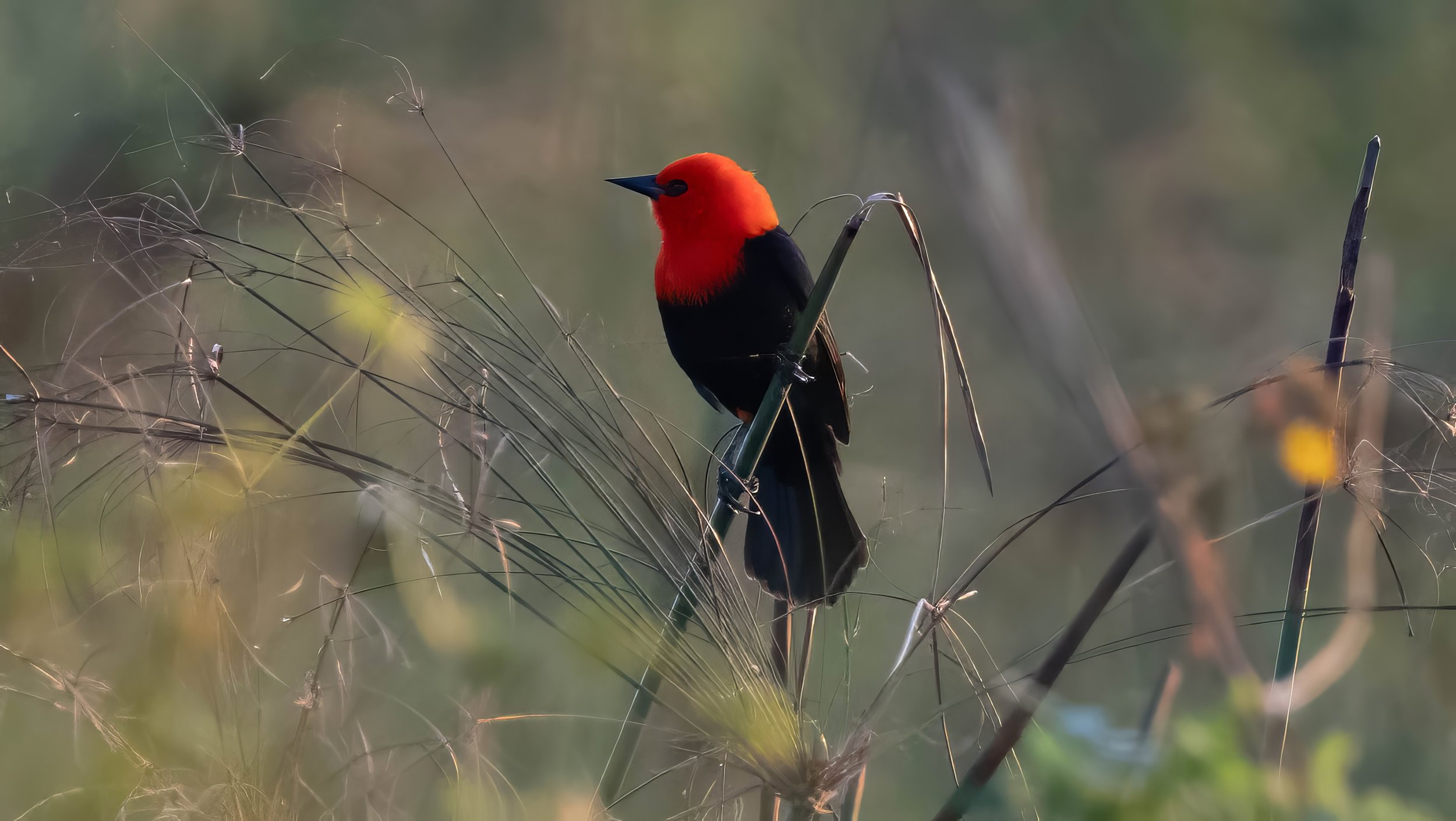 Scarlet-headed Blackbird