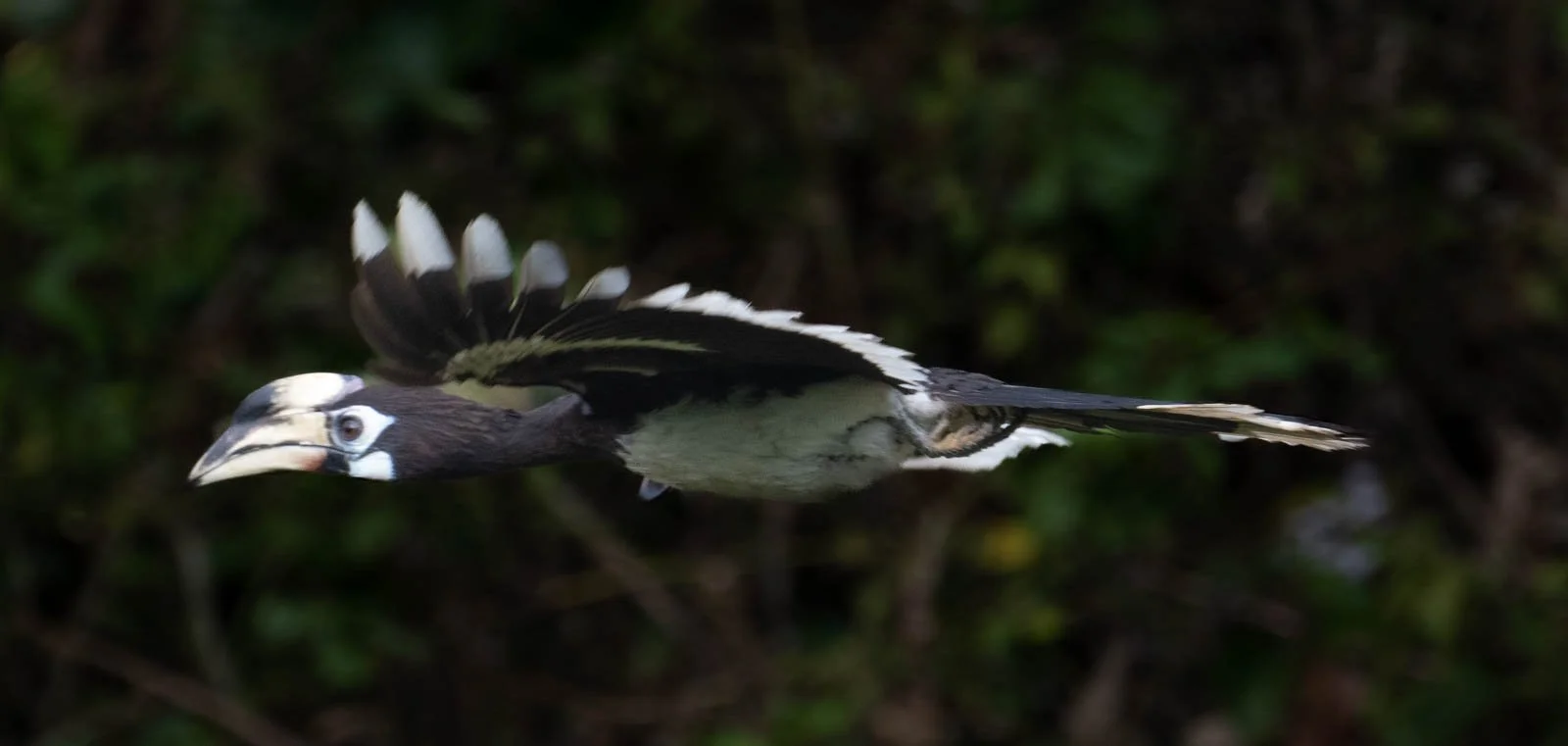 Oriental Pied Hornbill.jpg