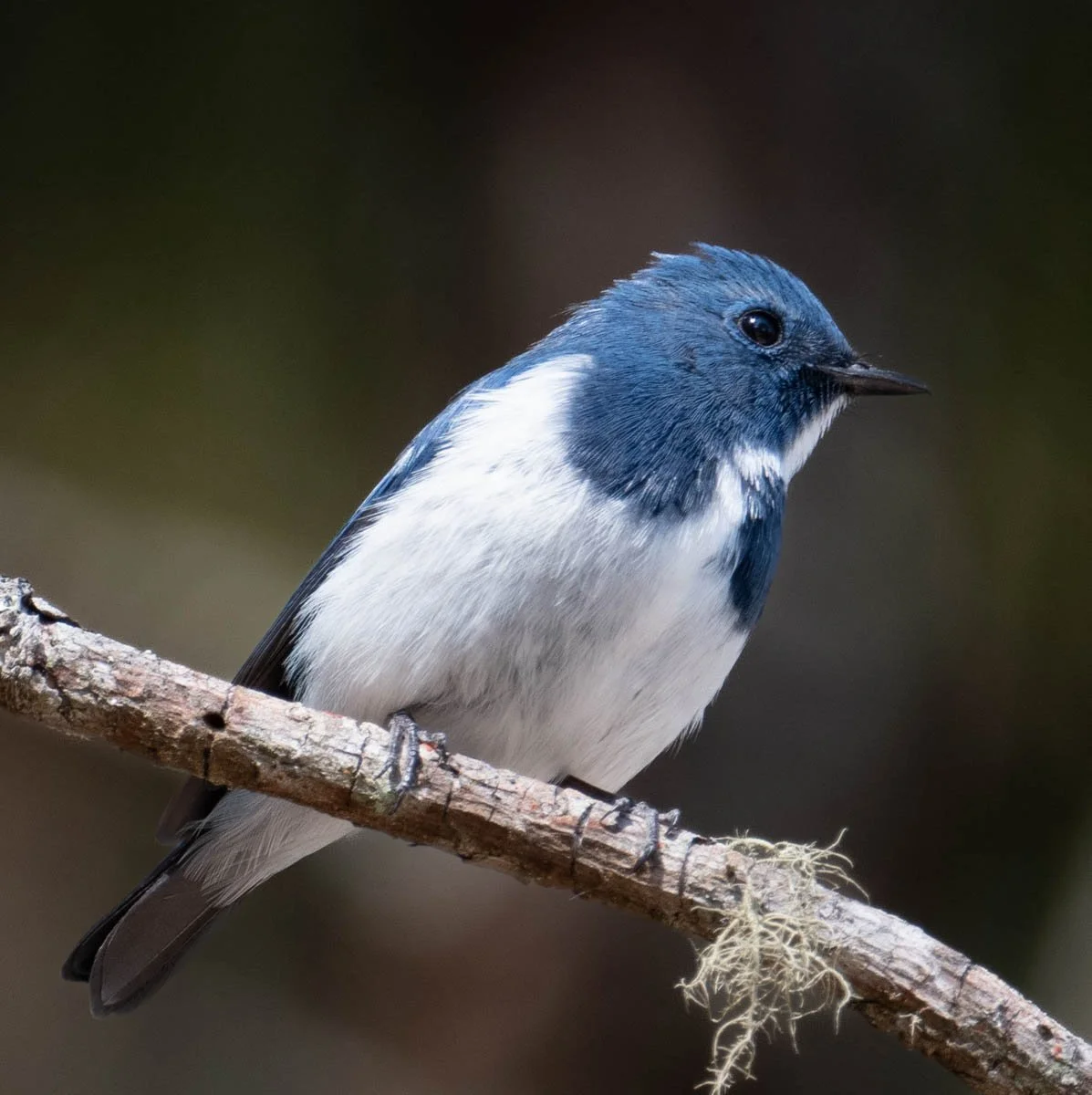 Ultramarine Flycatcher 2.jpg