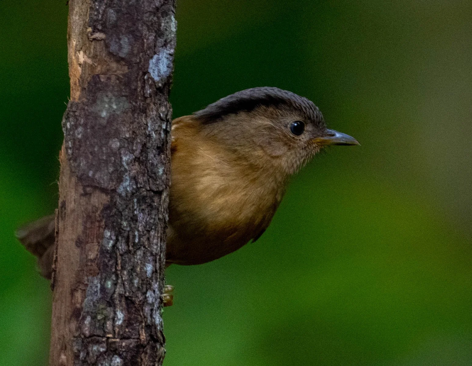 Brown-cheeked Fulvetta.jpg