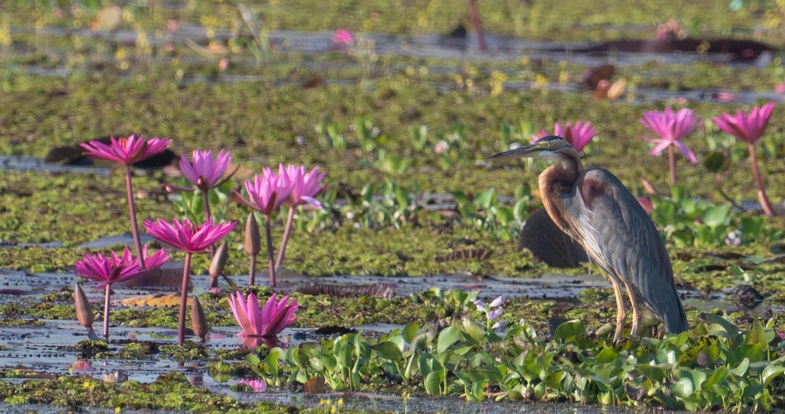 Purple Heron.jpg