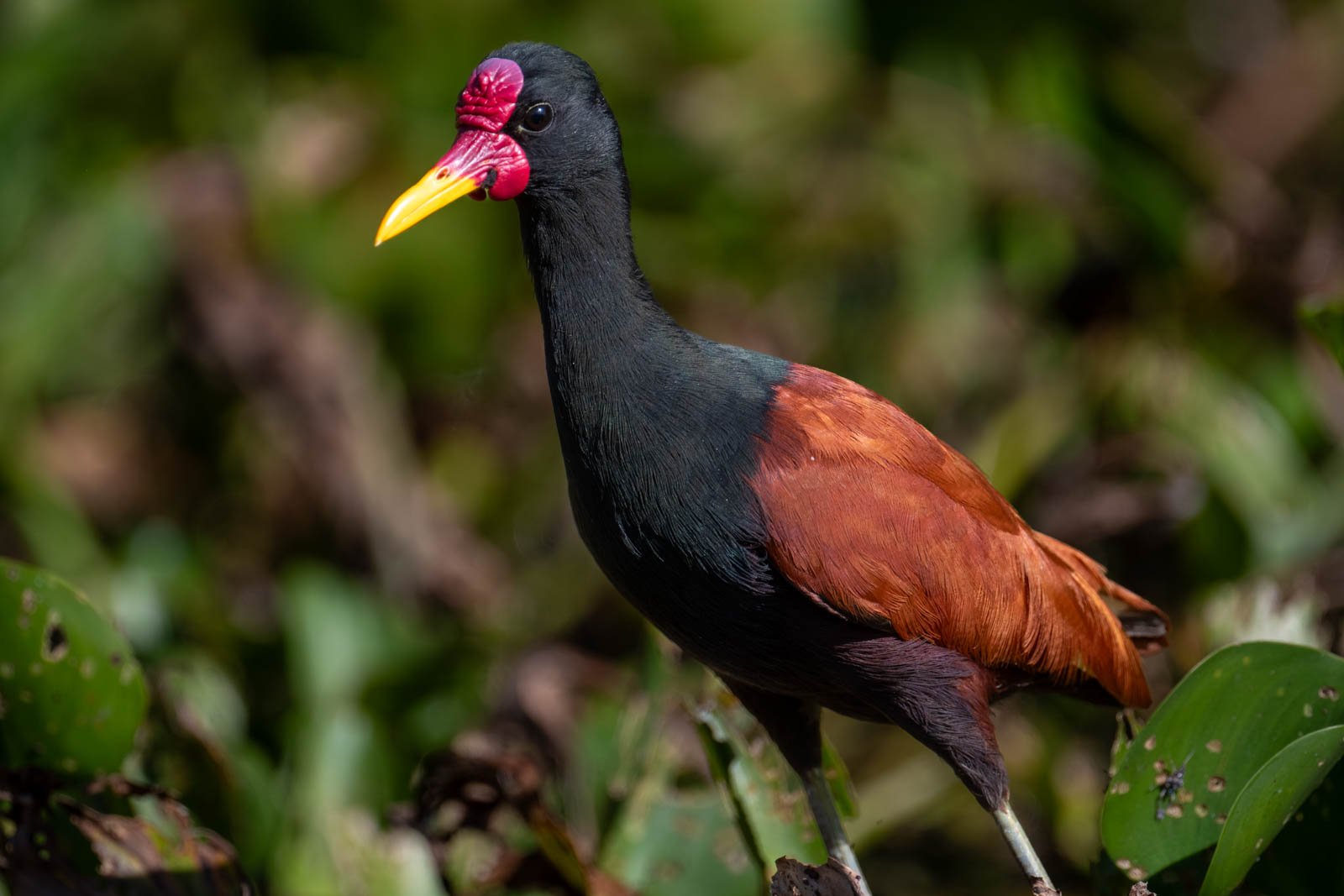 Wattled Jacana