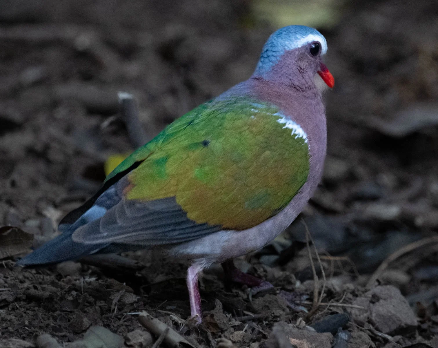 Emerald Dove.jpg