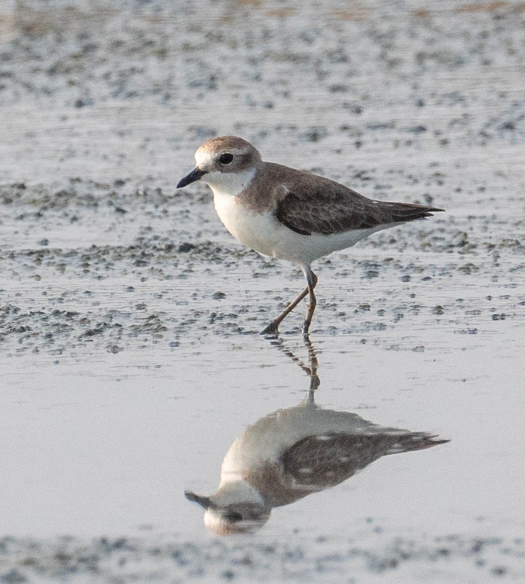 Lesser Sand Plover 2.jpg