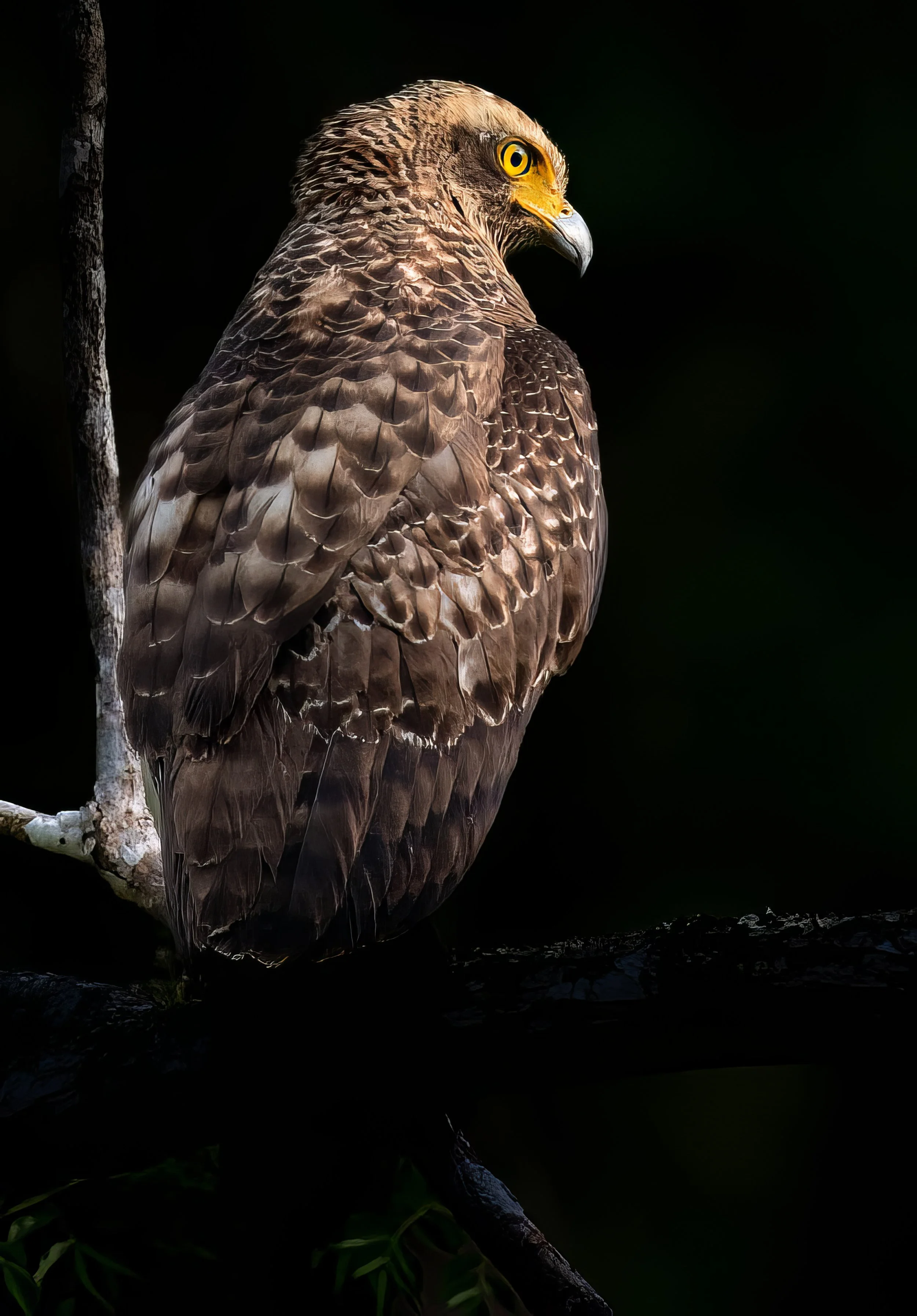 Crested Serpent Eagle 4-2.jpg