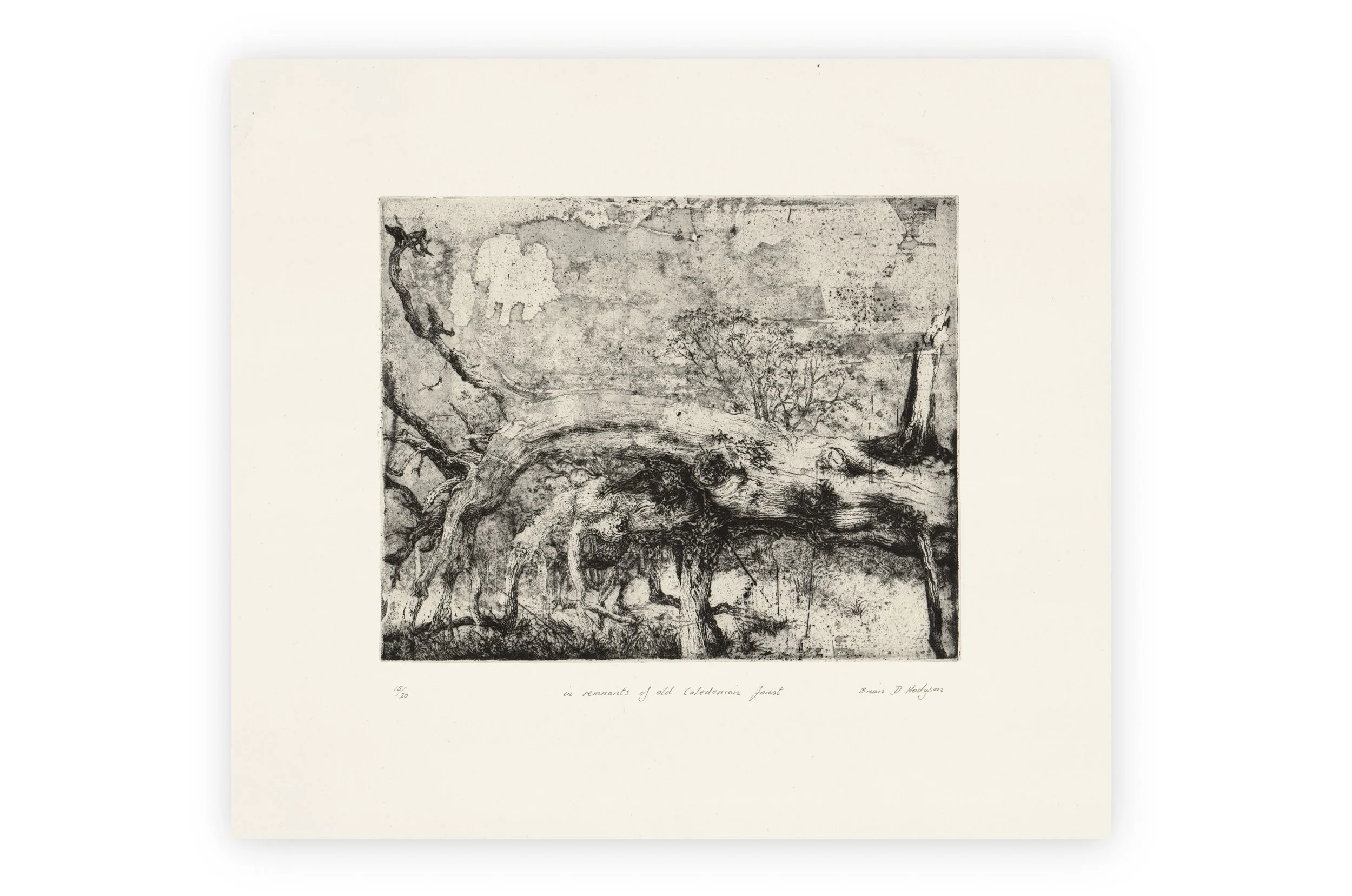 in remnants of old Caledonian forest