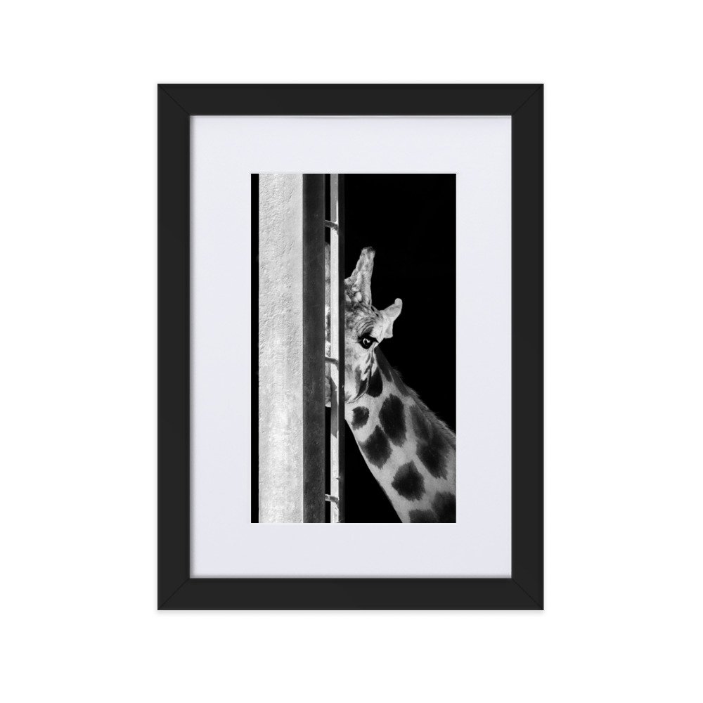 matte-paper-framed-poster-with-mat-(cm)-black-21x30-cm-transparent-6378ecd9e70a6.jpg