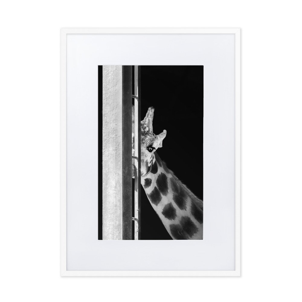 matte-paper-framed-poster-with-mat-(cm)-white-50x70-cm-transparent-6378ecd9e7498.jpg