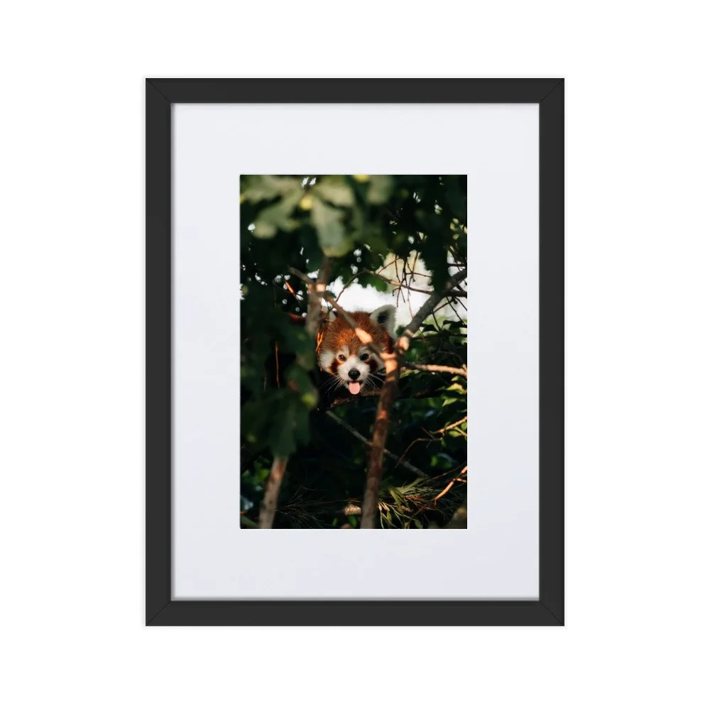matte-paper-framed-poster-with-mat-(cm)-black-30x40-cm-transparent-6378eff22e1b3.jpg