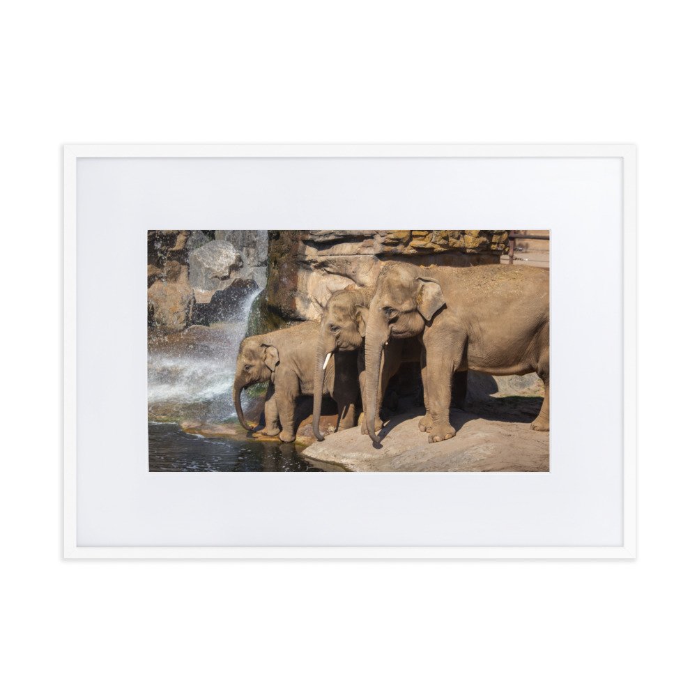 matte-paper-framed-poster-with-mat-(cm)-white-50x70-cm-transparent-63a0b1521429c.jpg