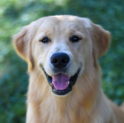 Cooper - Fluency Dog