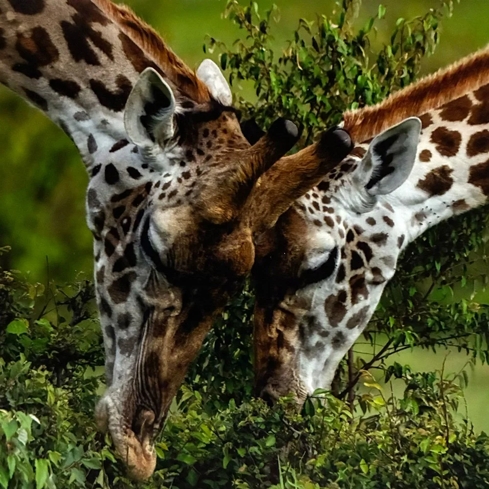 Tulley_Giraffe Maasai Mara Africa III_matted WEB READY.jpg