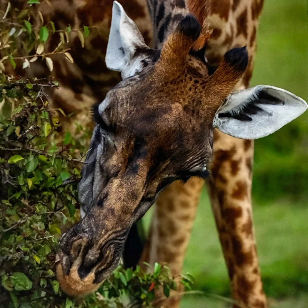 Tulley_Giraffe Maasai Mara Africa II_Matted WEB READY.jpg