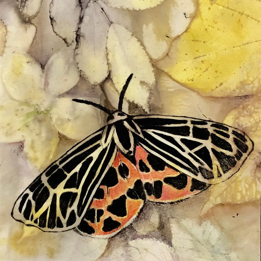 Piercefield_TigerMoth - WEB READY.jpg