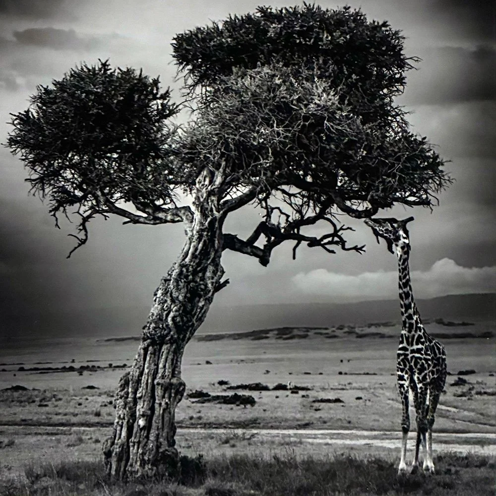 Tulley_Giraffe Maasai Mara Africa_Framed WEB READY.jpg