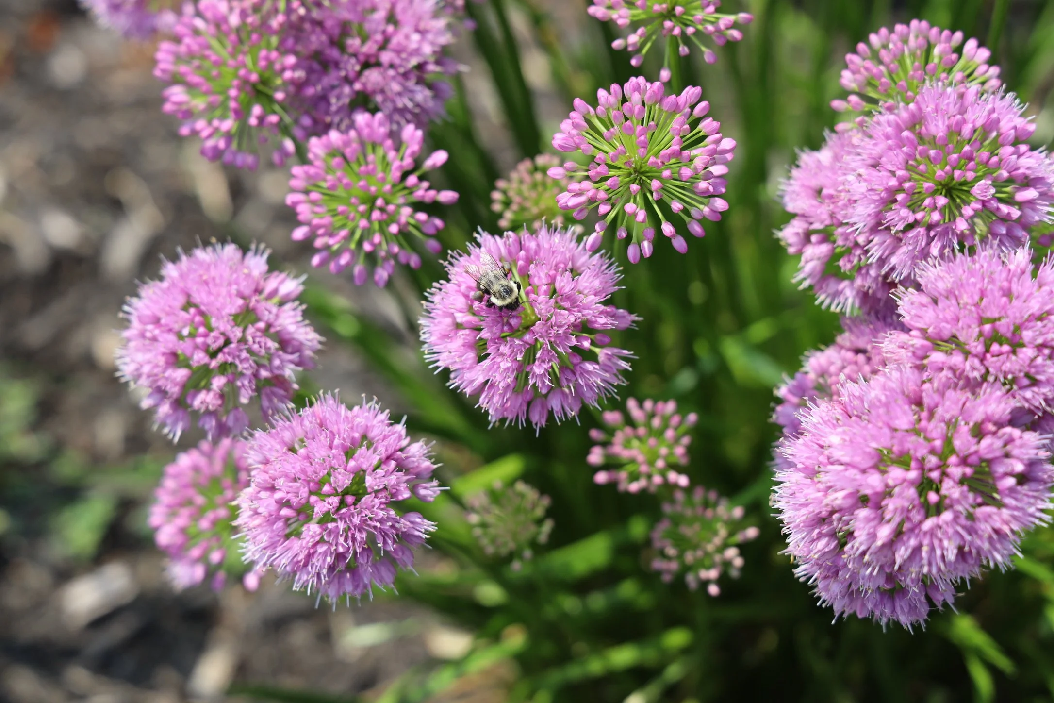 Pink globe thistle flowers and Meditation for entrepreneurs and executives