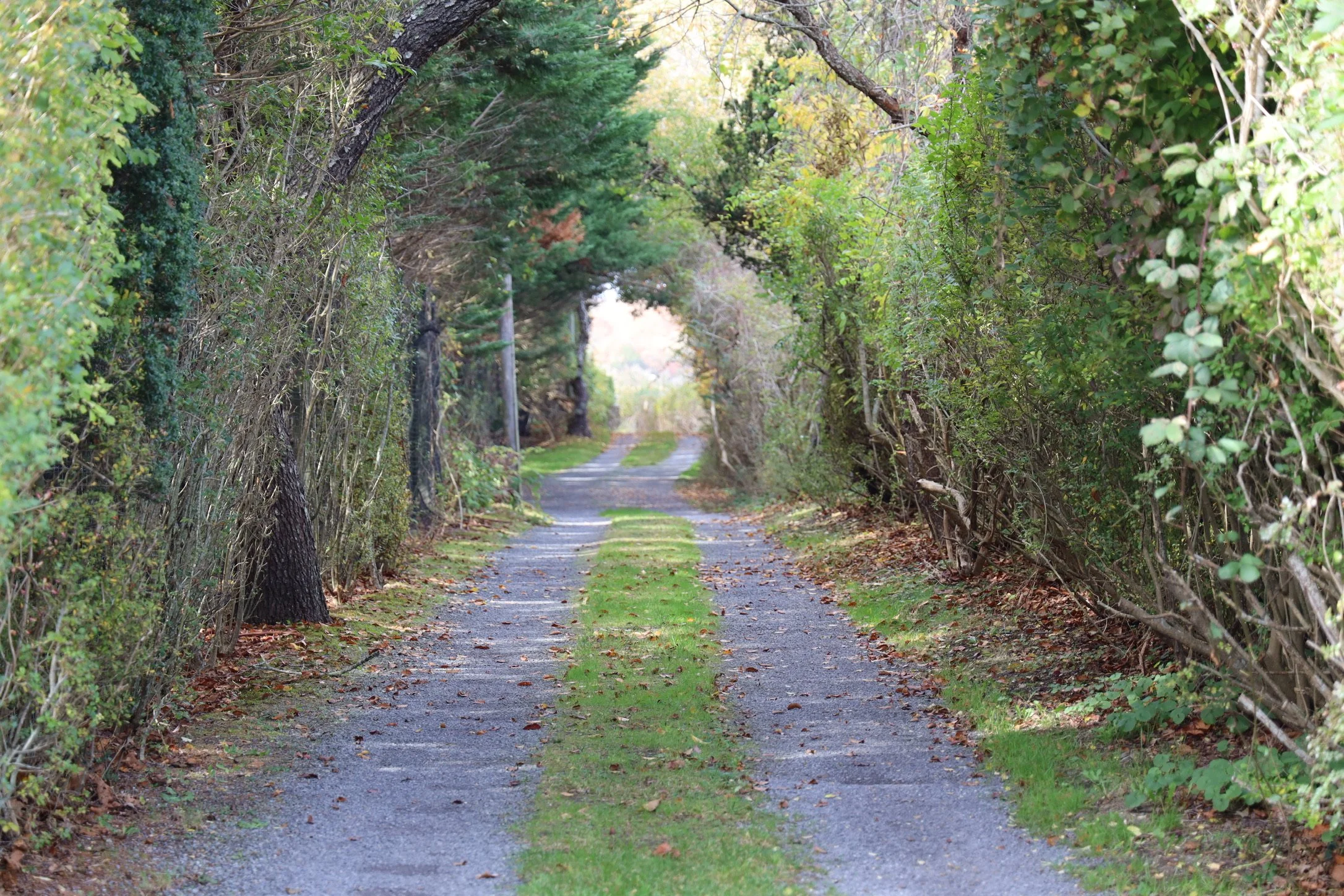 A gravel country road with grass growing in the middle, lined with dense trees and bushes on both sides used as metaphor for Purpose driven leadership practices