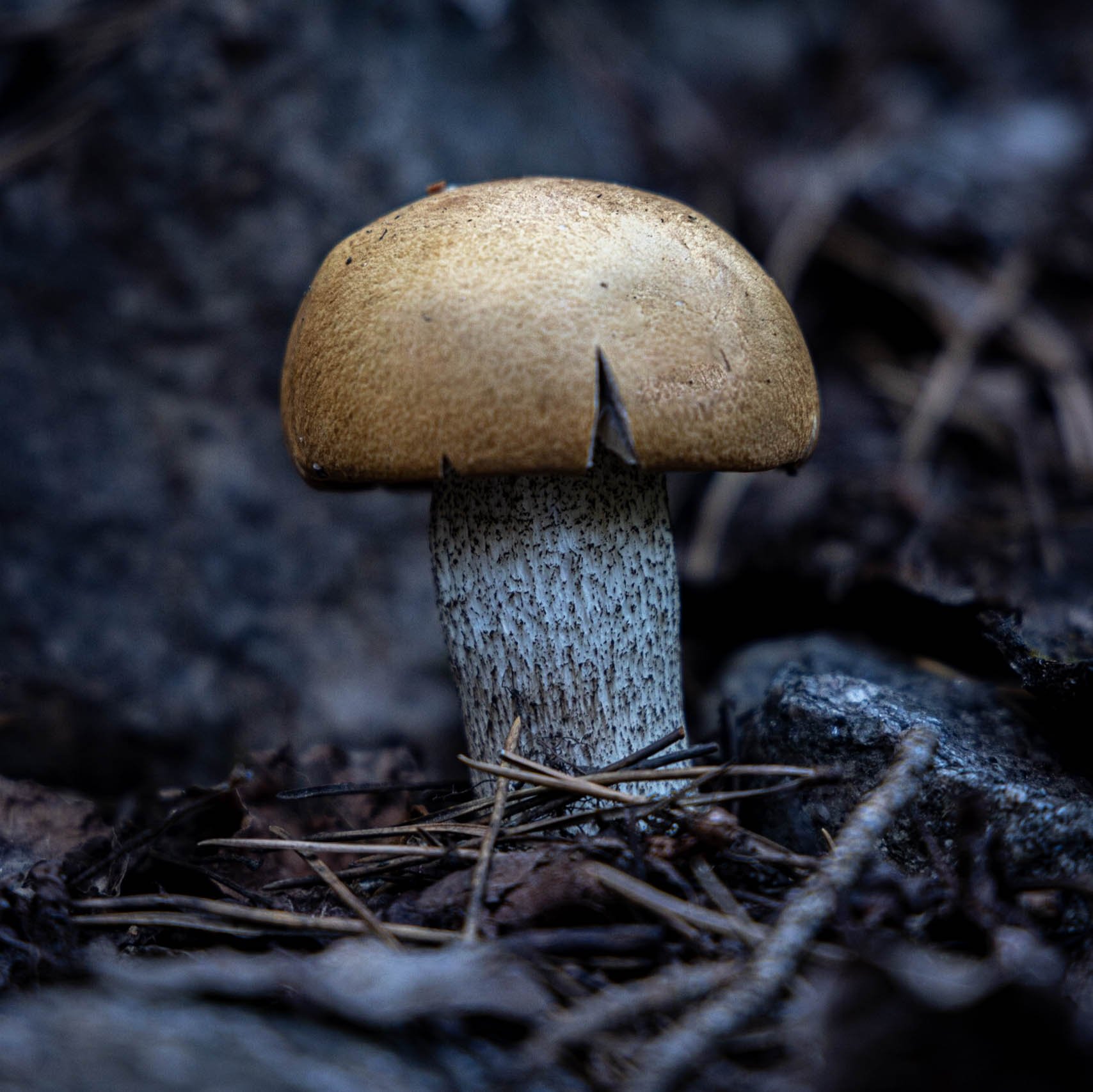 Mushroom on trail to Cub Lake