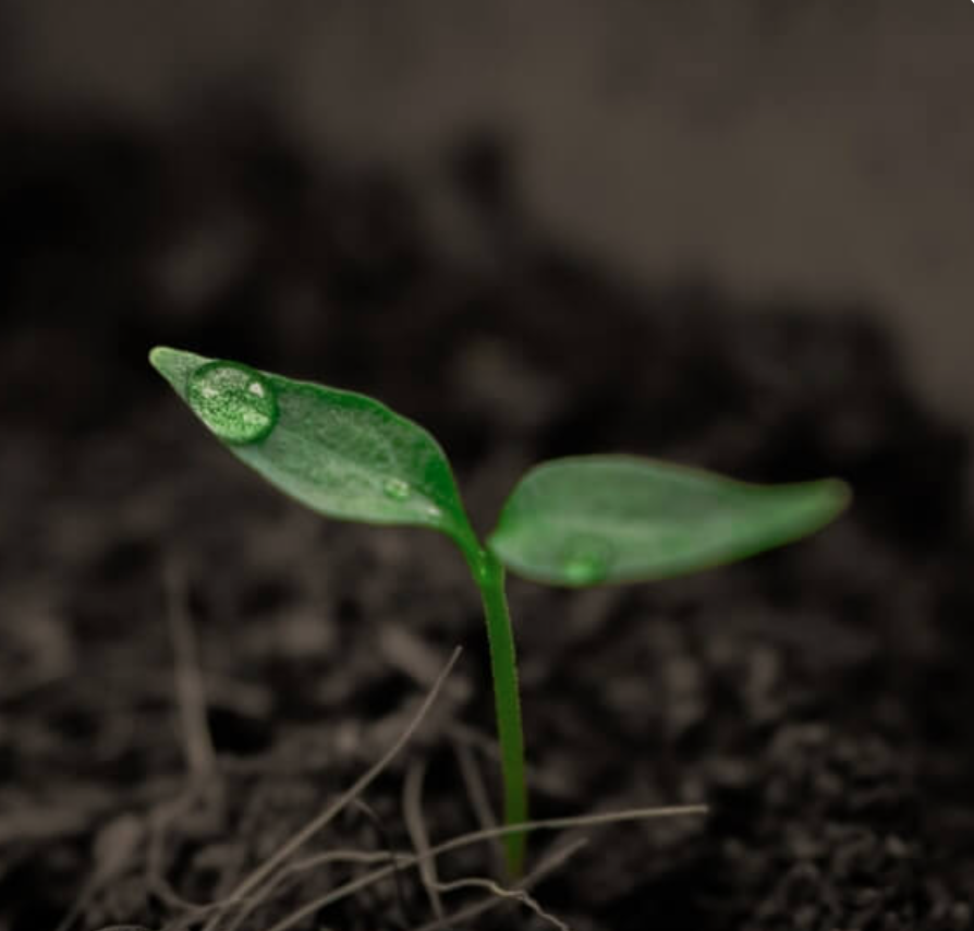 Shelby Forsythia on Insight Timer.png