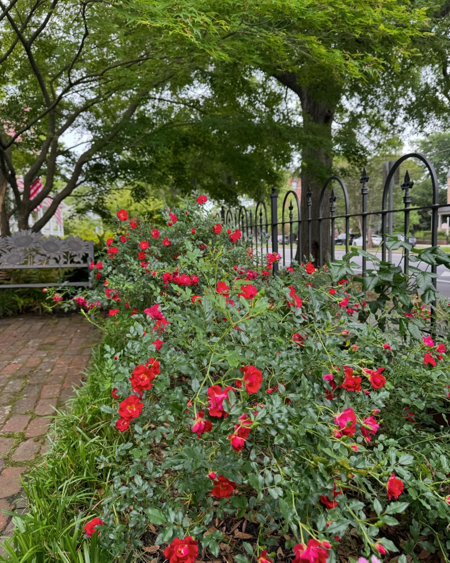 Yard about to ✨POP✨!! 🫶🏻
🌿🌸🌳🍄🌹🪴🌼

#wilmingtonnc #historichouse #myyard #gardening #northcarolina