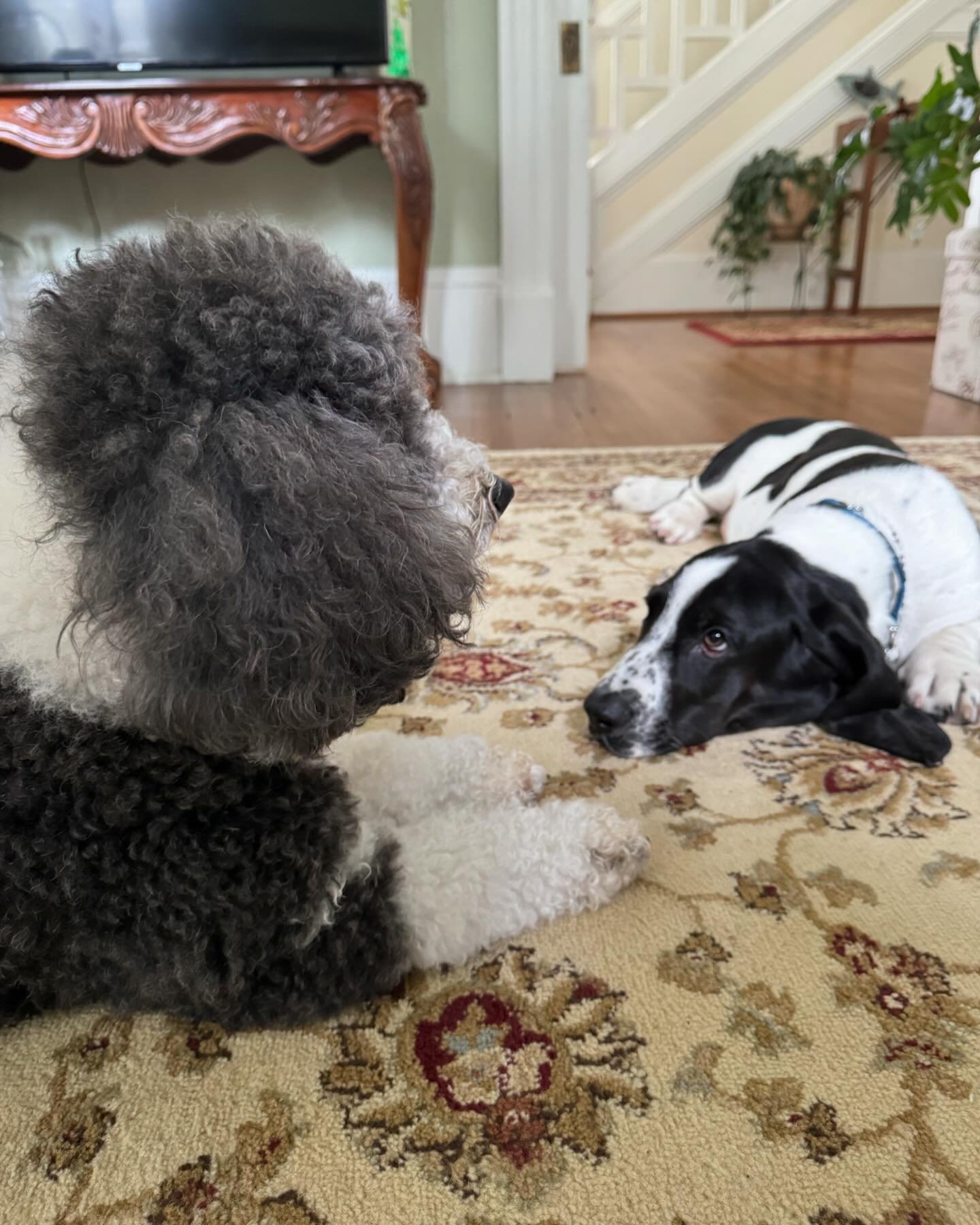 My grand dog is visiting! 🫶🏻 (So is my daughter! 🤣🤣🤣) I don&rsquo;t think @sophie_thesheepadoodle is as thrilled as I am. 😋